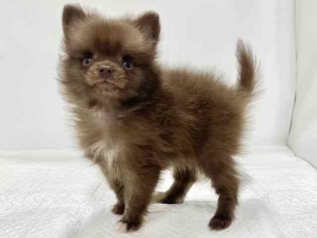 高知県のポメラニアン (ひごペットフレンドリーイオンモール高知店/2026年1月25日生まれ/女の子/チョコレート)の子犬の2枚目の画像