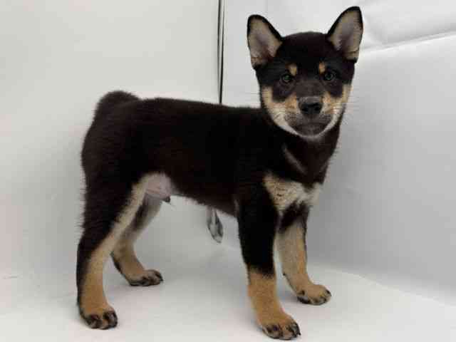 島根県の柴犬(標準サイズ) (ひごペットフレンドリーイオンモール出雲店/2026年1月25日生まれ/男の子/黒)の子犬の2枚目の画像