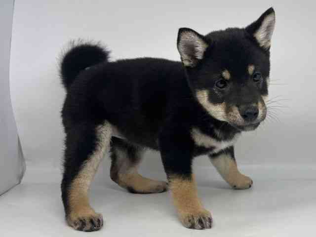 徳島県の柴犬(標準サイズ) (ひごペットフレンドリーゆめタウン徳島店/2026年1月25日生まれ/女の子/黒)の子犬の2枚目の画像