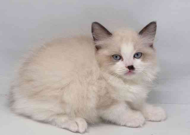 鳥取県のラグドール (ひごペットフレンドリーイオンモール鳥取北店/2026年1月24日生まれ/男の子/シールポイントバイカラー)の子猫の2枚目の画像