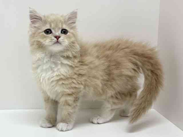 大阪府のラガマフィン (ひごペットフレンドリーくずはモール店/2026年1月25日生まれ/男の子/クリームタビーホワイト)の子猫の2枚目の画像