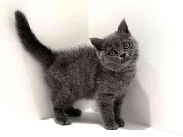 大阪府のブリティッシュショートヘアー (ひごペットフレンドリーイオン高槻店/2026年1月25日生まれ/女の子/ブルー)の子猫の2枚目の画像