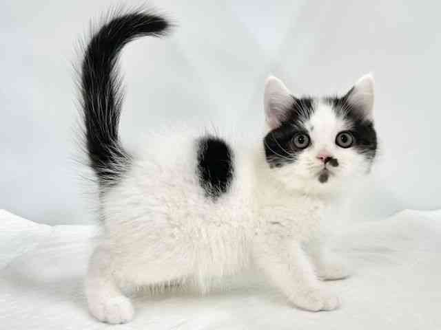 高知県のブリティッシュショートヘアー (ひごペットフレンドリーイオンモール高知店/2026年1月25日生まれ/男の子/ブラックホワイト)の子猫の2枚目の画像