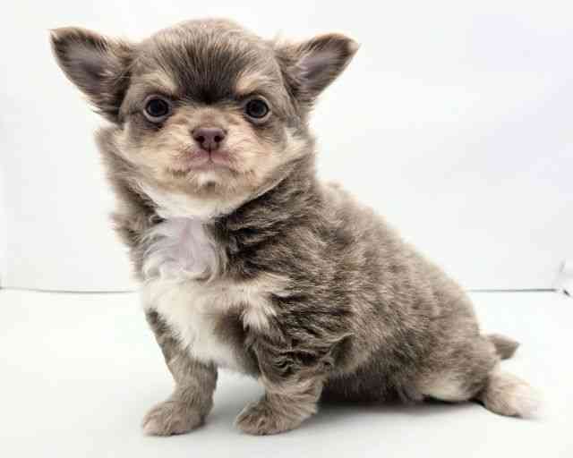 兵庫県のチワワ(ロング) (ひごペットフレンドリークラウンパーク伊丹店/2026年1月25日生まれ/男の子/イザベラタン)の子犬の2枚目の画像