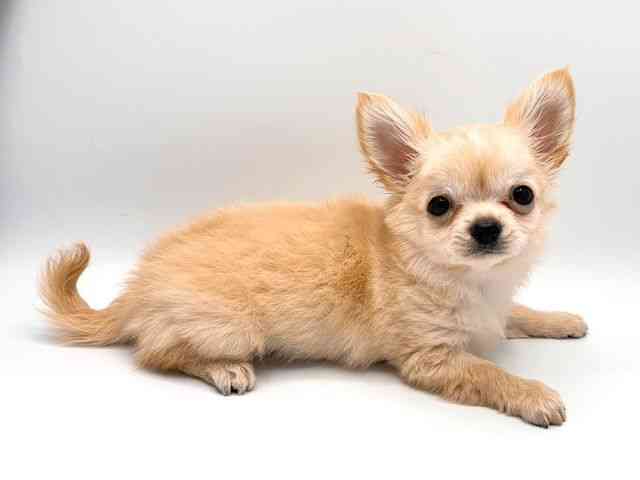 奈良県のチワワ(ロング) (ひごペットフレンドリー田原本店/2026年1月25日生まれ/男の子/クリーム)の子犬の2枚目の画像