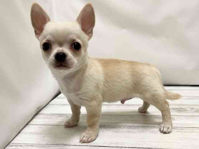 和歌山県のチワワ(スムース) (ひごペットフレンドリーパームシティ和歌山店/2026年1月23日生まれ/男の子/クリーム)の子犬の2枚目の画像