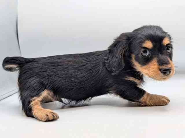 香川県のカニンヘンダックスフンド(ロング) (ひごペットフレンドリーゆめタウン高松店/2026年1月23日生まれ/男の子/ブラックタン)の子犬の2枚目の画像