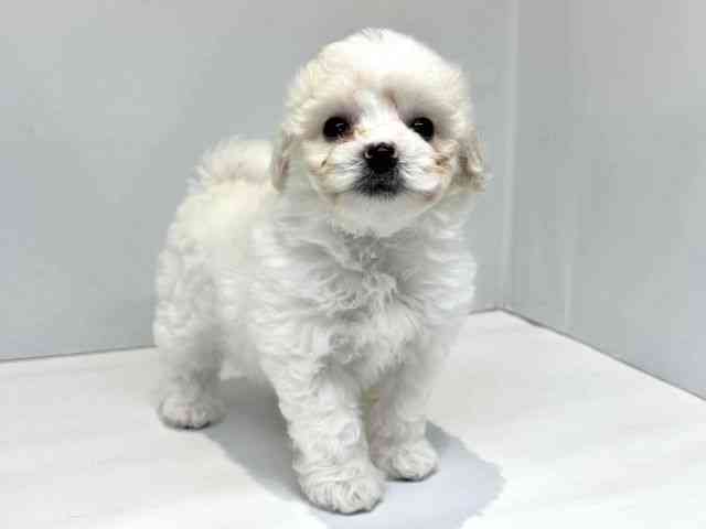 大阪府のビションフリーゼ (ひごペットフレンドリーセブンパーク天美店/2026年1月20日生まれ/女の子/ホワイト)の子犬の2枚目の画像