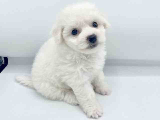 大阪府のビションフリーゼ (ひごペットフレンドリーららぽーとEXPOCITY店/2026年1月20日生まれ/女の子/ホワイト)の子犬の2枚目の画像