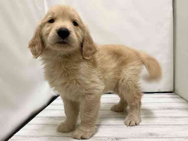 和歌山県のゴールデンレトリバー (ひごペットフレンドリーパームシティ和歌山店/2026年1月24日生まれ/男の子/ゴールデン)の子犬の2枚目の画像