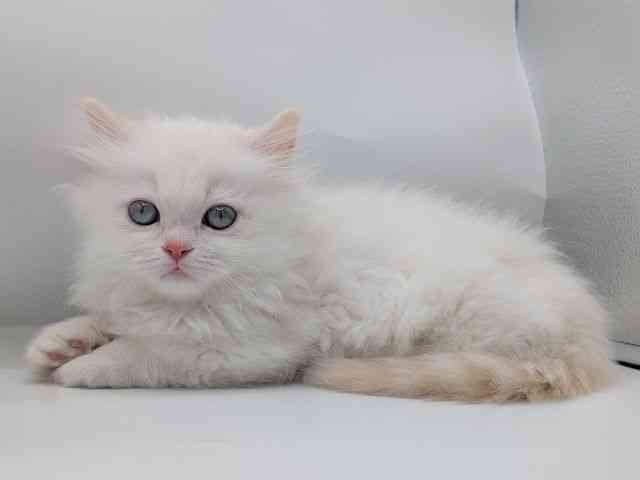 香川県のミヌエット (ひごペットフレンドリーゆめタウン高松店/2026年1月18日生まれ/男の子/カメオタビーホワイト)の子猫の2枚目の画像