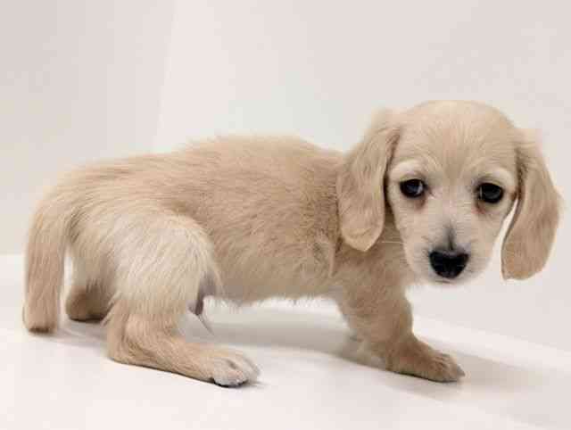 福岡県のミニチュアダックスフンド(ロング) (ひごペットフレンドリーリバーウォーク北九州店/2026年1月23日生まれ/男の子/イエロー)の子犬の2枚目の画像