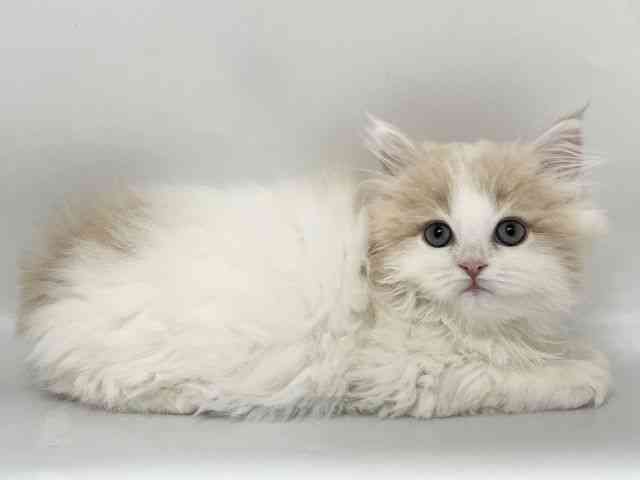 京都府のサイベリアン (ひごペットフレンドリー京都店/2026年1月23日生まれ/女の子/クリームタビーホワイト)の子猫の2枚目の画像