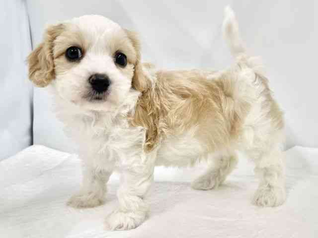 高知県のハーフ犬・ミックス犬 (ひごペットフレンドリーイオンモール高知店/2026年1月25日生まれ/女の子/ホワイトクリーム)の子犬の2枚目の画像