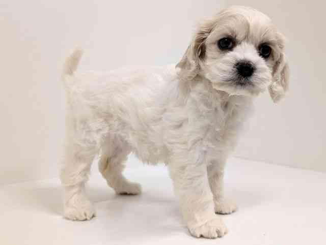 福岡県のハーフ犬・ミックス犬 (ひごペットフレンドリーリバーウォーク北九州店/2026年1月25日生まれ/女の子/ホワイトブラック)の子犬の2枚目の画像