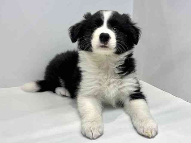 大阪府のボーダーコリー (ひごペットフレンドリーセブンパーク天美店/2026年1月23日生まれ/男の子/ブラックホワイト)の子犬の2枚目の画像