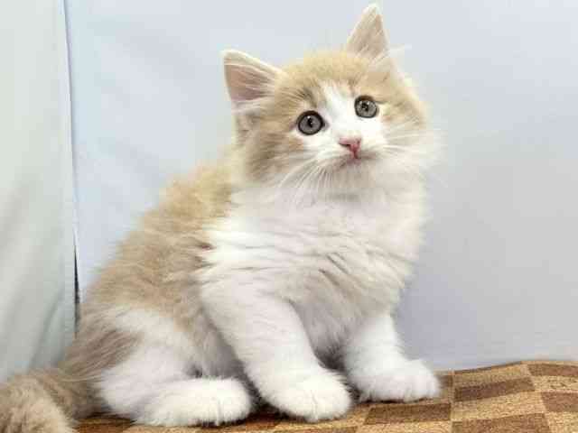 愛媛県のサイベリアン (ひごペットフレンドリーエミフルMASAKI店/2026年1月25日生まれ/男の子/クリームタビーホワイト)の子猫の2枚目の画像