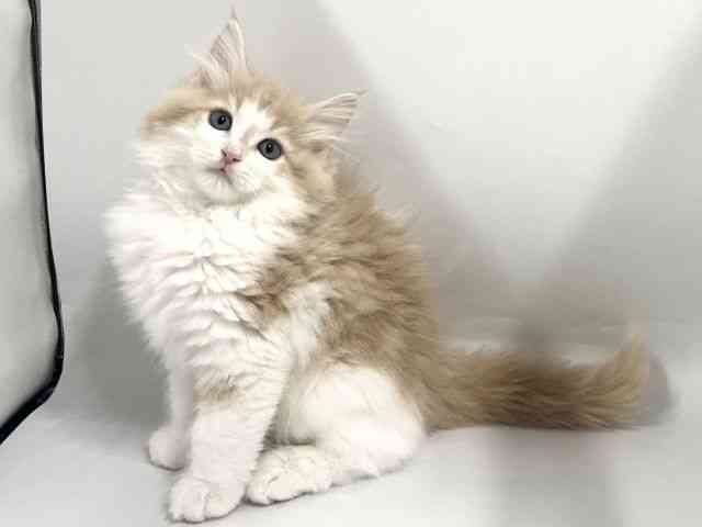 京都府のノルウェージャンフォレストキャット (ひごペットフレンドリー京都店/2026年1月25日生まれ/男の子/クリームタビーホワイト)の子猫の2枚目の画像