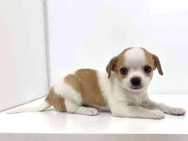 大阪府のチワブル(チワワ×フレンチブルドッグ) (ひごペットフレンドリーベルファⅡ都島店/2026年1月23日生まれ/女の子/レッドホワイト)の子犬の2枚目の画像