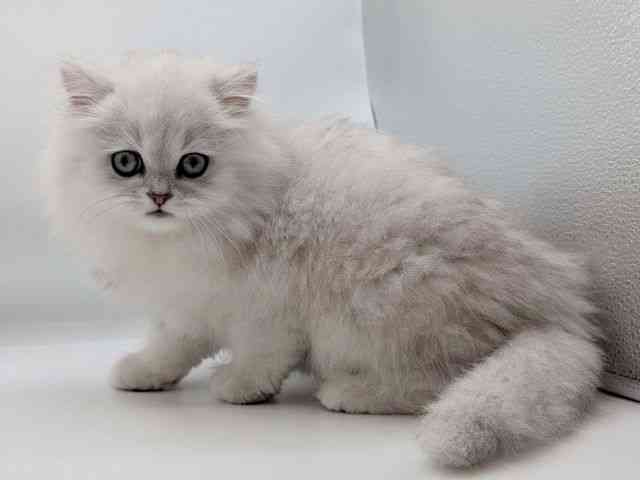 香川県のペルシャ (ひごペットフレンドリーゆめタウン高松店/2026年1月25日生まれ/男の子/チンチラシルバー)の子猫の2枚目の画像