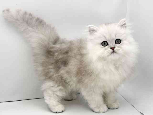 兵庫県のペルシャ (ひごペットフレンドリークラウンパーク伊丹店/2026年1月25日生まれ/男の子/チンチラシルバー)の子猫の2枚目の画像