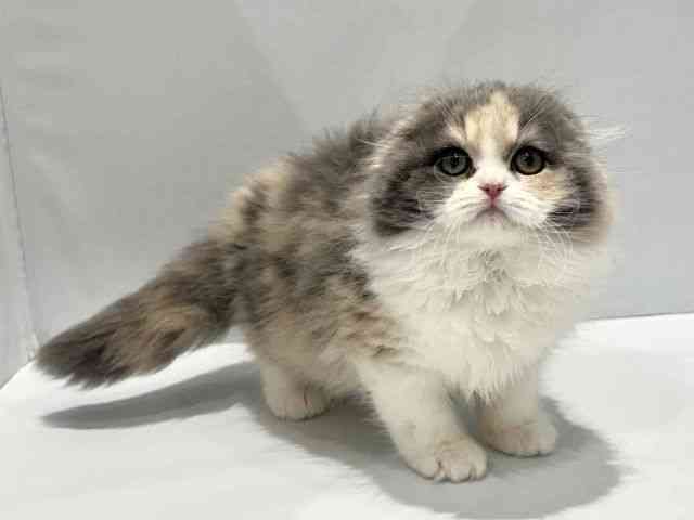 大阪府のスコティッシュフォールド (ひごペットフレンドリーセブンパーク天美店/2026年1月17日生まれ/女の子/ダイリュートキャリコ)の子猫の2枚目の画像