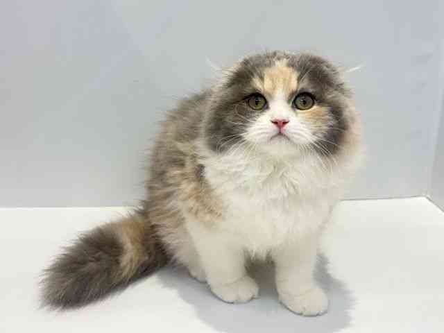 大阪府のスコティッシュフォールド (ひごペットフレンドリーセブンパーク天美店/2026年1月17日生まれ/女の子/ダイリュートキャリコ)の子猫の2枚目の画像