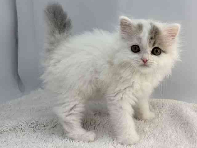 島根県のスコティッシュフォールド (ひごペットフレンドリーイオンモール出雲店/2026年1月25日生まれ/男の子/ブルータビーホワイトバン)の子猫の2枚目の画像
