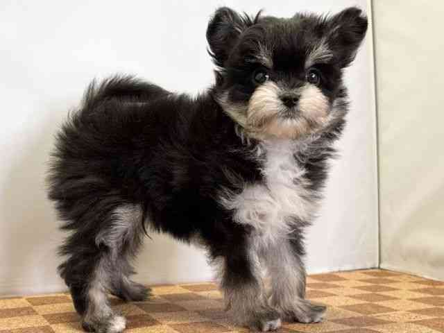 愛媛県のチワマル/マルチワ(チワワ×マルチーズ) (ひごペットフレンドリーエミフルMASAKI店/2026年1月24日生まれ/男の子/ブラックタン)の子犬の2枚目の画像