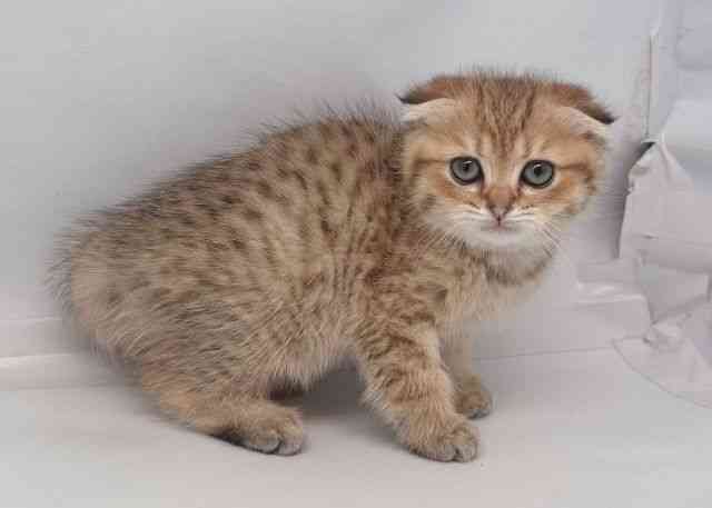 鳥取県のスコティッシュフォールド (ひごペットフレンドリーイオンモール鳥取北店/2026年1月24日生まれ/女の子/ブラウンタビー)の子猫の2枚目の画像