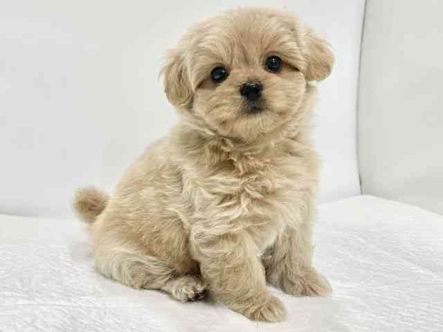 高知県のペキプー(ペキニーズ×プードル) (ひごペットフレンドリーイオンモール高知店/2026年1月23日生まれ/女の子/アプリコット)の子犬の2枚目の画像