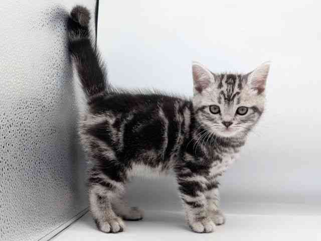 香川県のアメリカンショートヘアー (ひごペットフレンドリーゆめタウン高松店/2026年1月18日生まれ/男の子/シルバータビー)の子猫の2枚目の画像