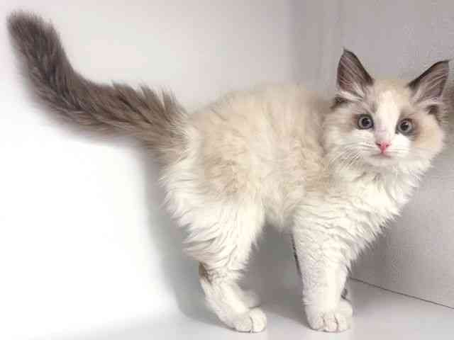 大阪府のラグドール (ひごペットフレンドリー岸和田店/2026年1月23日生まれ/男の子/シールポイントバイカラー)の子猫の2枚目の画像
