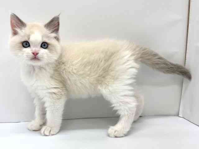 大阪府のラグドール (ひごペットフレンドリーイオンタウン茨木太田店/2026年1月23日生まれ/男の子/ブルーポイントバイカラー)の子猫の2枚目の画像