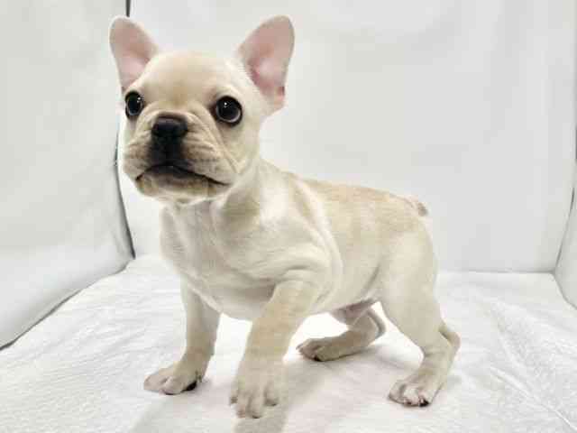 高知県のフレンチブルドッグ (ひごペットフレンドリーイオンモール高知店/2026年1月23日生まれ/男の子/クリーム)の子犬の2枚目の画像