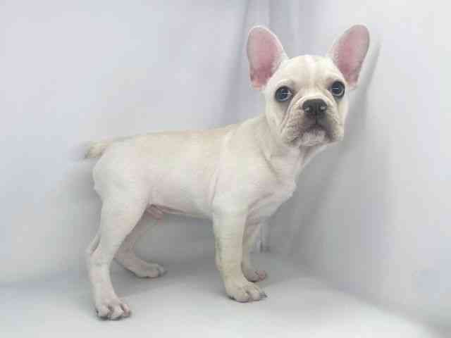 兵庫県のフレンチブルドッグ (ひごペットフレンドリーイオンタウン加古川店/2026年1月23日生まれ/男の子/クリーム)の子犬の2枚目の画像