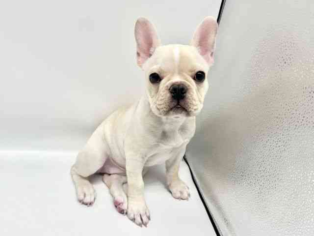大阪府のフレンチブルドッグ (ひごペットフレンドリーイオンタウン豊中庄内店/2026年1月23日生まれ/女の子/クリーム)の子犬の2枚目の画像