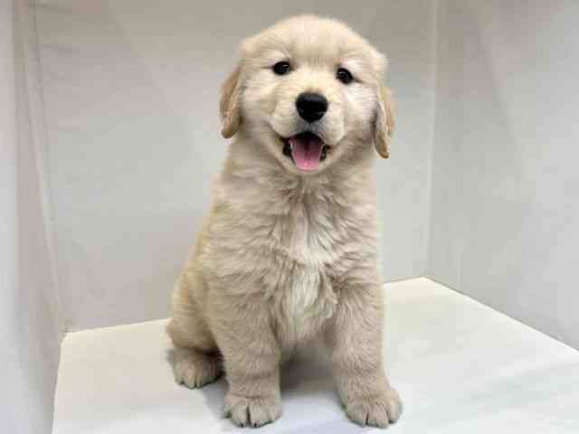 大阪府のゴールデンレトリバー (ひごペットフレンドリーセブンパーク天美店/2026年1月24日生まれ/女の子/ゴールデン)の子犬の2枚目の画像