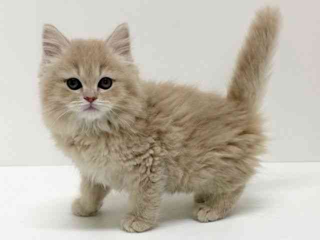 大阪府のマンチカン (ひごペットフレンドリーくずはモール店/2026年1月19日生まれ/男の子/クリームタビー)の子猫の2枚目の画像