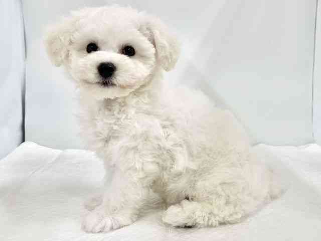 高知県のビションフリーゼ (ひごペットフレンドリーイオンモール高知店/2026年1月21日生まれ/男の子/ホワイト)の子犬の2枚目の画像