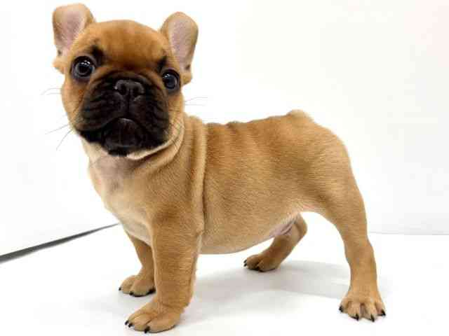 大阪府のフレンチブルドッグ (ひごペットフレンドリーイオンタウン茨木太田店/2026年1月24日生まれ/男の子/フォーン)の子犬の2枚目の画像