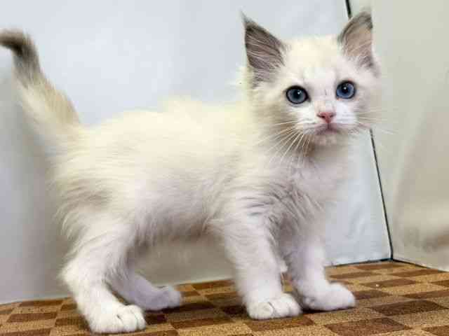 愛媛県のラグドール (ひごペットフレンドリーエミフルMASAKI店/2026年1月8日生まれ/女の子/ブルーポイントバイカラー)の子猫の2枚目の画像