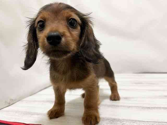 和歌山県のカニンヘンダックスフンド(ロング) (ひごペットフレンドリーパームシティ和歌山店/2026年1月20日生まれ/男の子/レッド)の子犬の2枚目の画像