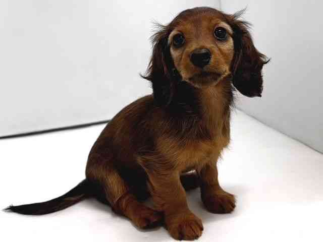 奈良県のカニンヘンダックスフンド(ロング) (ひごペットフレンドリー奈良パワーシティ店/2026年1月20日生まれ/女の子/レッド)の子犬の2枚目の画像