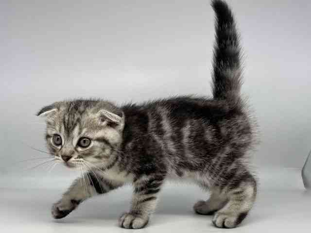 徳島県のスコティッシュフォールド (ひごペットフレンドリーゆめタウン徳島店/2026年1月24日生まれ/男の子/シルバータビー)の子猫の2枚目の画像