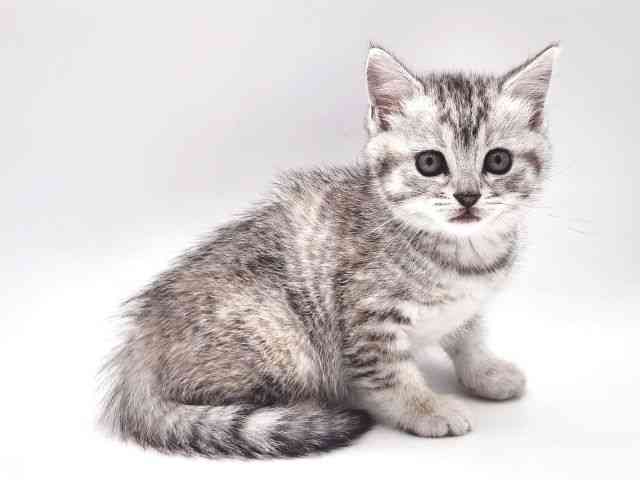 大阪府のスコティッシュフォールド (ひごペットフレンドリー泉ヶ丘店/2026年1月24日生まれ/女の子/シルバーパッチドタビー)の子猫の2枚目の画像