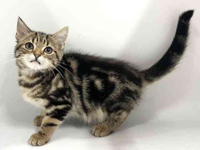 京都府のアメリカンショートヘアー (ひごペットフレンドリー京都店/2026年1月23日生まれ/男の子/ブラウンタビー)の子猫の2枚目の画像