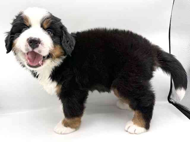 大阪府のバーニーズマウンテンドッグ (ひごペットフレンドリーららぽーとEXPOCITY店/2026年1月24日生まれ/男の子/ブラックラストホワイト)の子犬の2枚目の画像