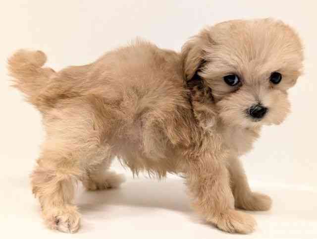 福岡県のマルプー(マルチーズ×プードル) (ひごペットフレンドリーリバーウォーク北九州店/2026年1月24日生まれ/女の子/アプリコットホワイト)の子犬の2枚目の画像