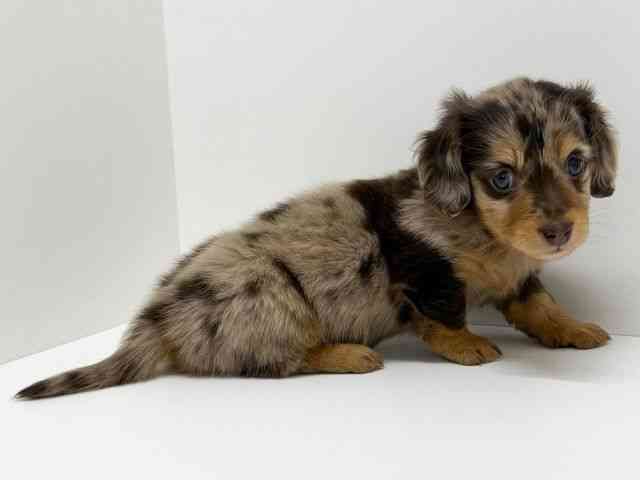 大阪府のミニチュアダックスフンド(ロング) (ひごペットフレンドリーくずはモール店/2026年1月24日生まれ/男の子/チョコレートダップル)の子犬の2枚目の画像